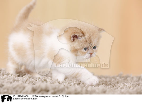 Exotic Shorthair Ktzchen / Exotic Shorthair Kitten / RR-61058