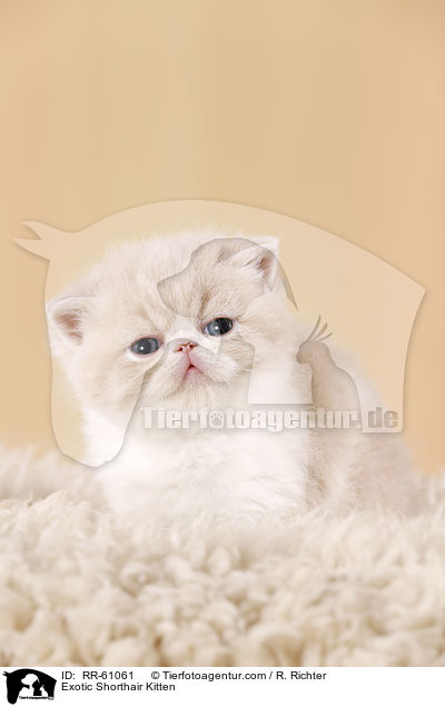 Exotic Shorthair Ktzchen / Exotic Shorthair Kitten / RR-61061
