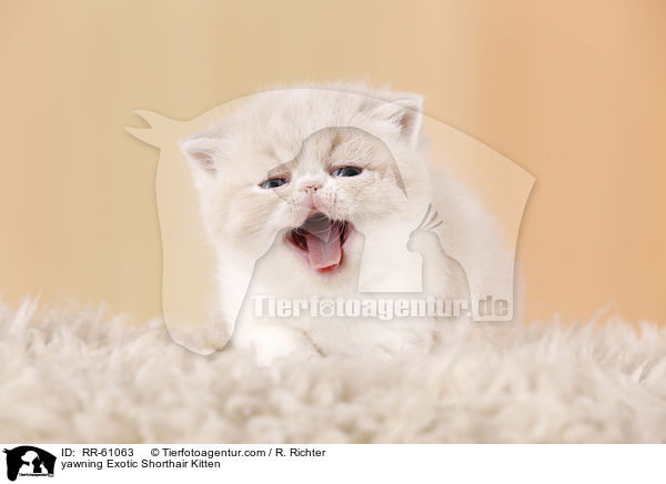ghnendes Exotic Shorthair Ktzchen / yawning Exotic Shorthair Kitten / RR-61063