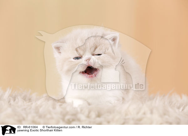 ghnendes Exotic Shorthair Ktzchen / yawning Exotic Shorthair Kitten / RR-61064