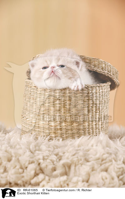 Exotic Shorthair Kitten / RR-61065