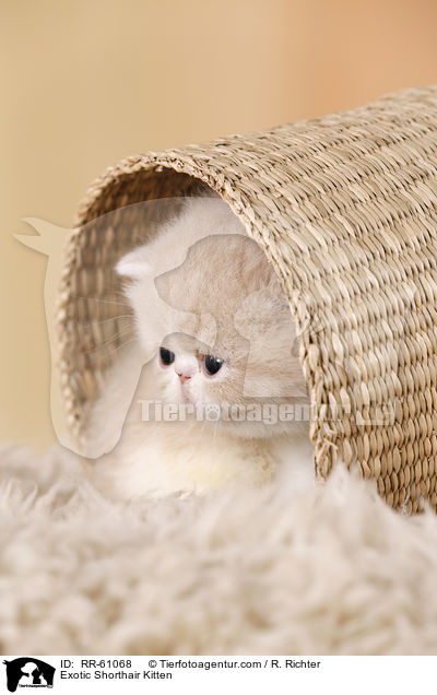 Exotic Shorthair Ktzchen / Exotic Shorthair Kitten / RR-61068