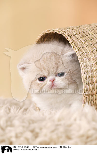 Exotic Shorthair Ktzchen / Exotic Shorthair Kitten / RR-61069