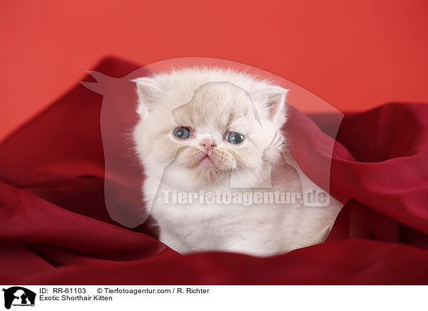Exotic Shorthair Kitten / RR-61103