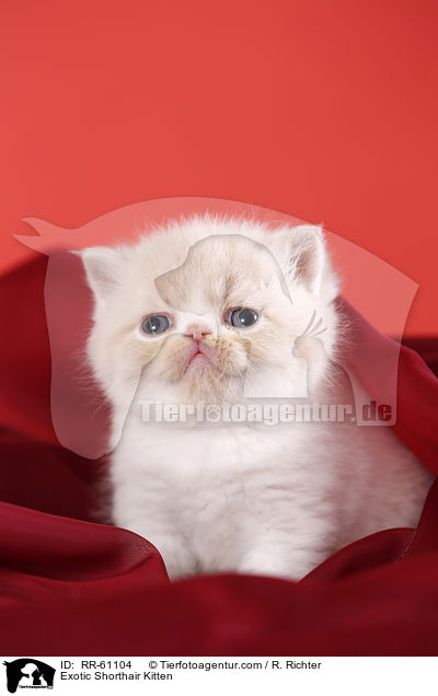 Exotic Shorthair Ktzchen / Exotic Shorthair Kitten / RR-61104