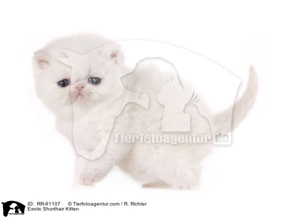 Exotic Shorthair Ktzchen / Exotic Shorthair Kitten / RR-61107