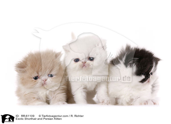 Exotic Shorthair und Perser Ktzchen / Exotic Shorthair and Persian Kitten / RR-61109