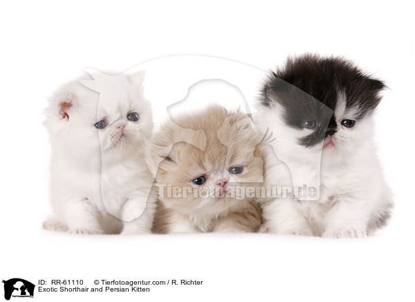 Exotic Shorthair und Perser Ktzchen / Exotic Shorthair and Persian Kitten / RR-61110