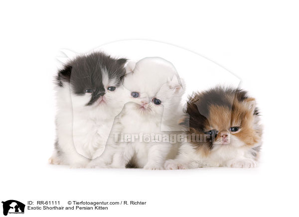 Exotic Shorthair und Perser Ktzchen / Exotic Shorthair and Persian Kitten / RR-61111