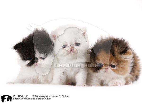 Exotic Shorthair und Perser Ktzchen / Exotic Shorthair and Persian Kitten / RR-61112