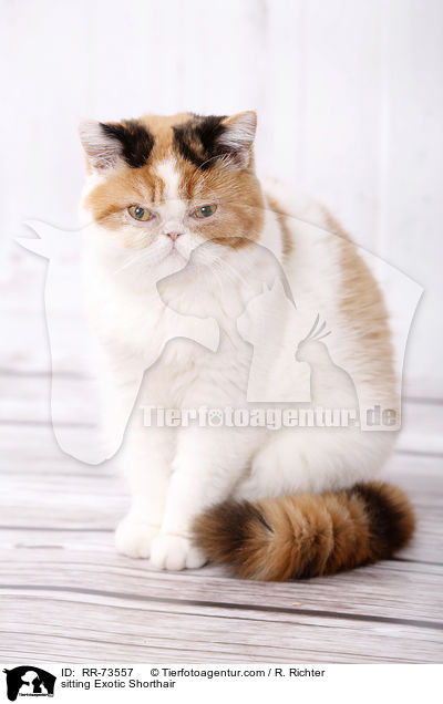 sitting Exotic Shorthair / RR-73557