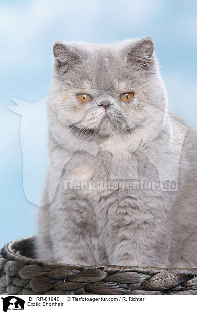 Exotic Shorthair / Exotic Shorthair / RR-81940