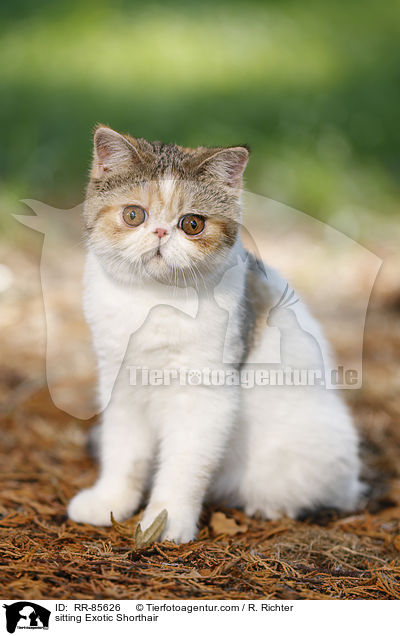 sitzende Exotic Shorthair / sitting Exotic Shorthair / RR-85626