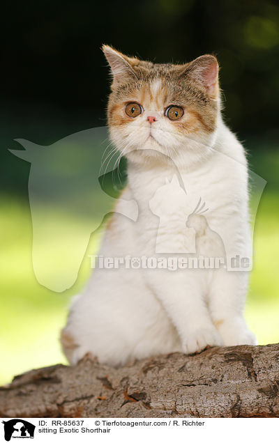 sitting Exotic Shorthair / RR-85637