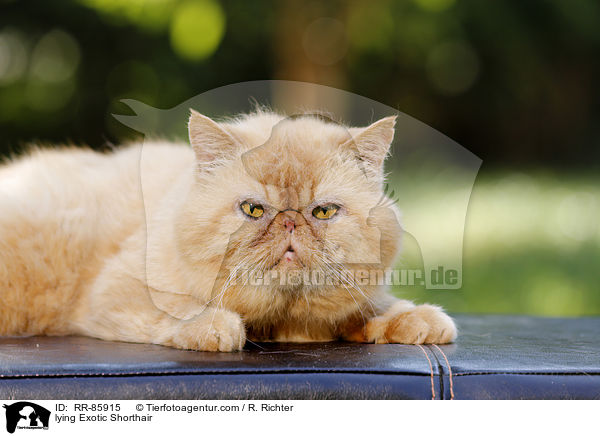 liegende Exotic Shorthair / lying Exotic Shorthair / RR-85915