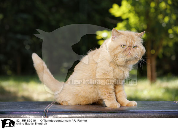 sitting Exotic Shorthair / RR-85916