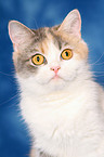 Exotic Shorthair Portrait