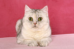 lying Exotic Shorthair