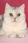 lying Exotic Shorthair