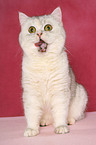 sitting Exotic Shorthair