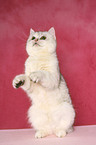 begging Exotic Shorthair