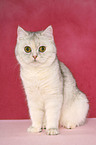 sitting Exotic Shorthair