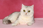 lying Exotic Shorthair