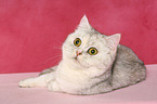 lying Exotic Shorthair