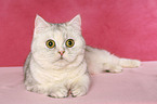 lying Exotic Shorthair