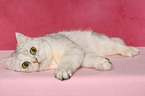 lying Exotic Shorthair