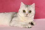 lying Exotic Shorthair