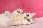 lying Exotic Shorthair