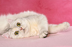 lying Exotic Shorthair