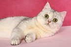 lying Exotic Shorthair