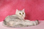 lying Exotic Shorthair