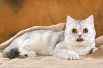 lying Exotic Shorthair