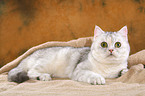 lying Exotic Shorthair