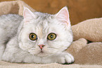 lying Exotic Shorthair