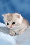 Exotic Shorthair Kitten