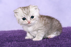 Exotic Shorthair Kitten