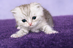 Exotic Shorthair Kitten