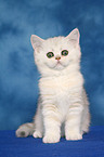 Exotic Shorthair Kitten