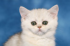 Exotic Shorthair Kitten