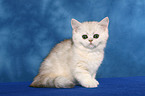 Exotic Shorthair Kitten