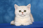 Exotic Shorthair Kitten