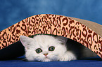 Exotic Shorthair Kitten