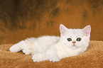 Exotic Shorthair Kitten