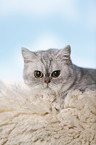 Exotic Shorthair