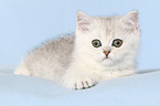 lying Exotic Shorthair Kitten