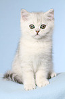 sitting Exotic Shorthair Kitten